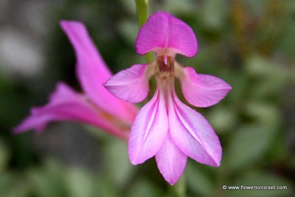 Israel wild flowers: Gladiolus italicus